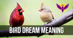bird dream interpretation islam bible hindu meaning