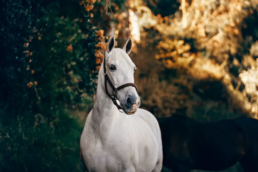 White Horse Near Green Leaves dream