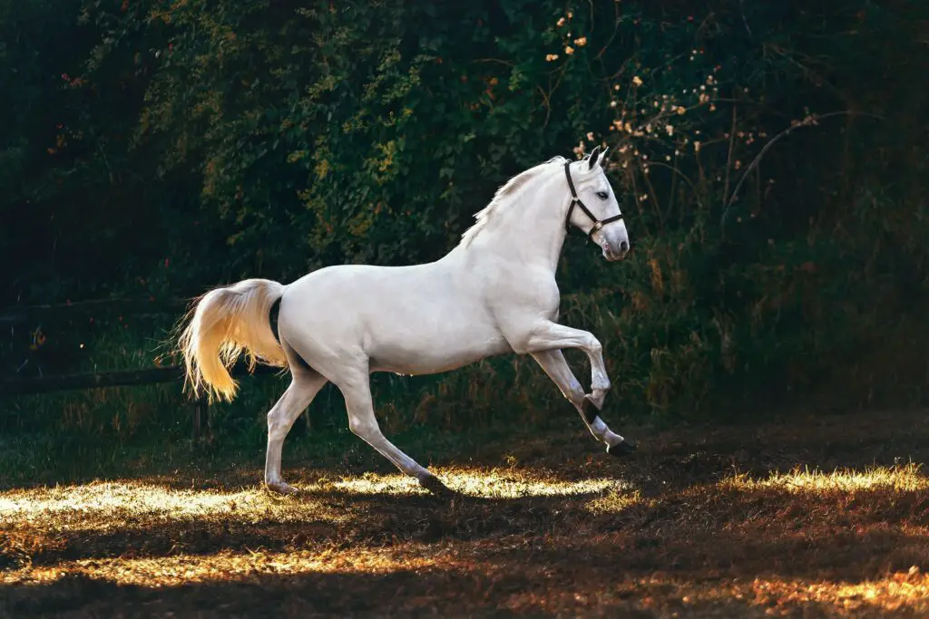white horse running on grass field dream