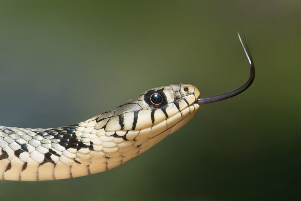 White and Black Snake on Close Up Photography meaning 