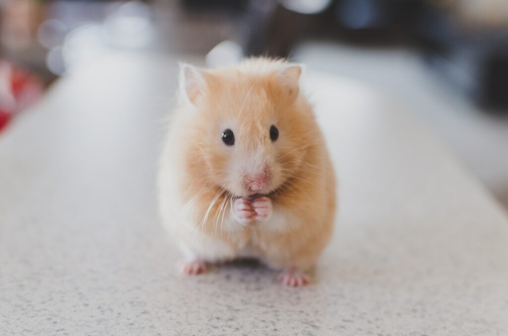 selective focus photography of brown hamster pet dream