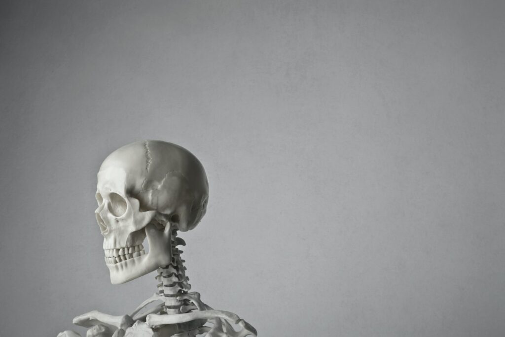 Portrait Photo of a White Skeleton In Front of Gray Background skeleton dream