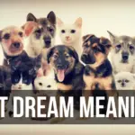 pet animal- dream interpretation Islam bible Hindu meaning