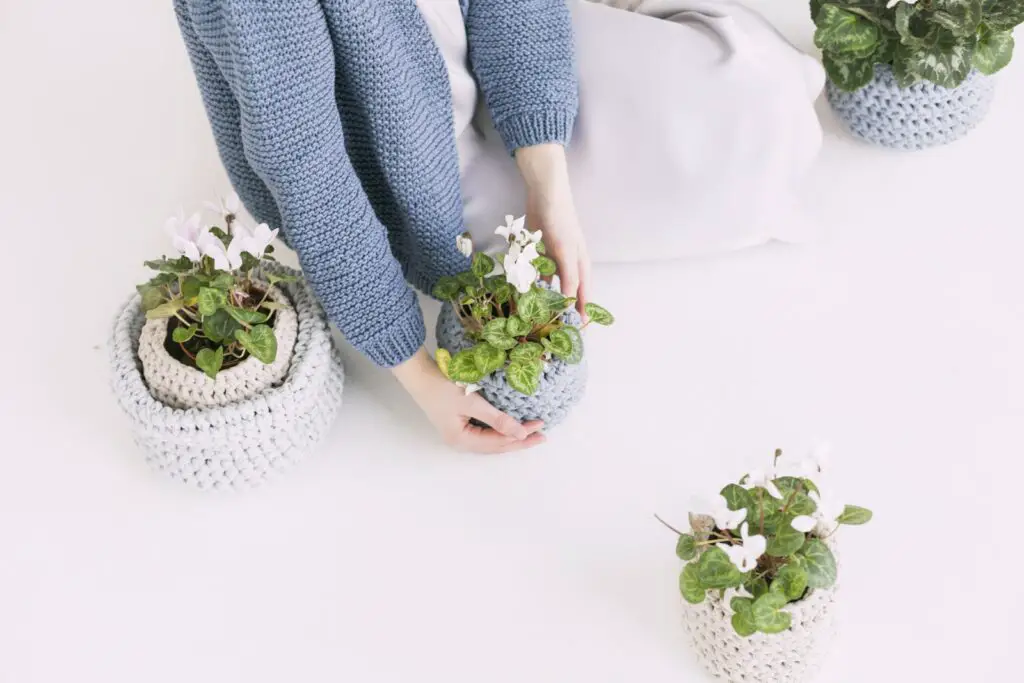 Person in Blue Sweater Holding Green Potted Plant flower dream
