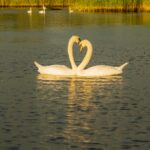 white swan on water during daytime love